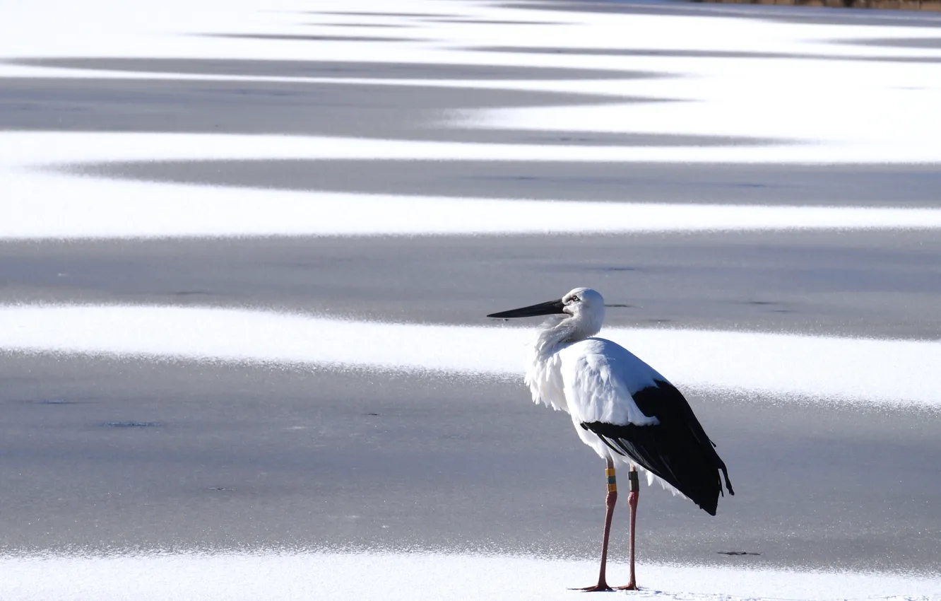Photo wallpaper snow, bird, stork