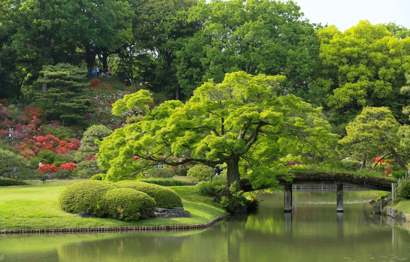 Photo wallpaper trees, Japan, Tokyo, Tokyo, Japan, the bridge, pond, Japanese garden