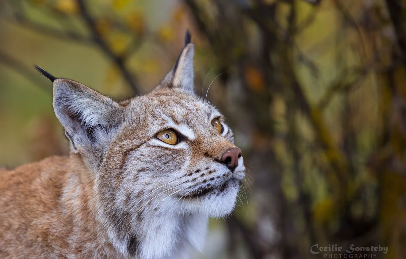 Photo wallpaper look, face, portrait, predator, lynx, wild cat, looks