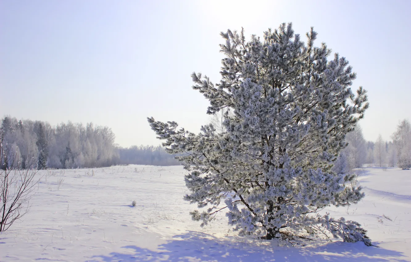 Photo wallpaper winter, snow, nature, pine