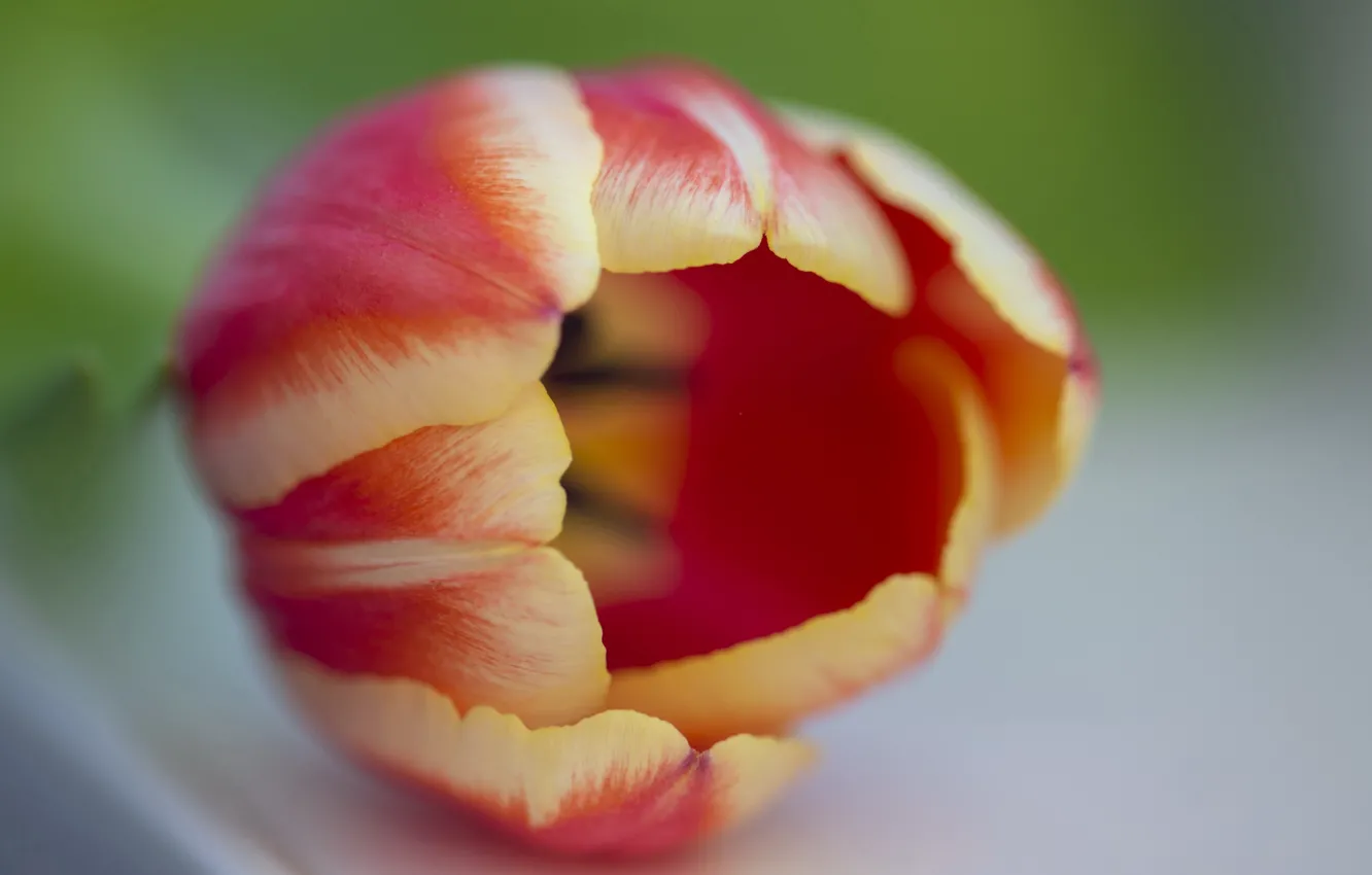 Photo wallpaper macro, flowers, tulips