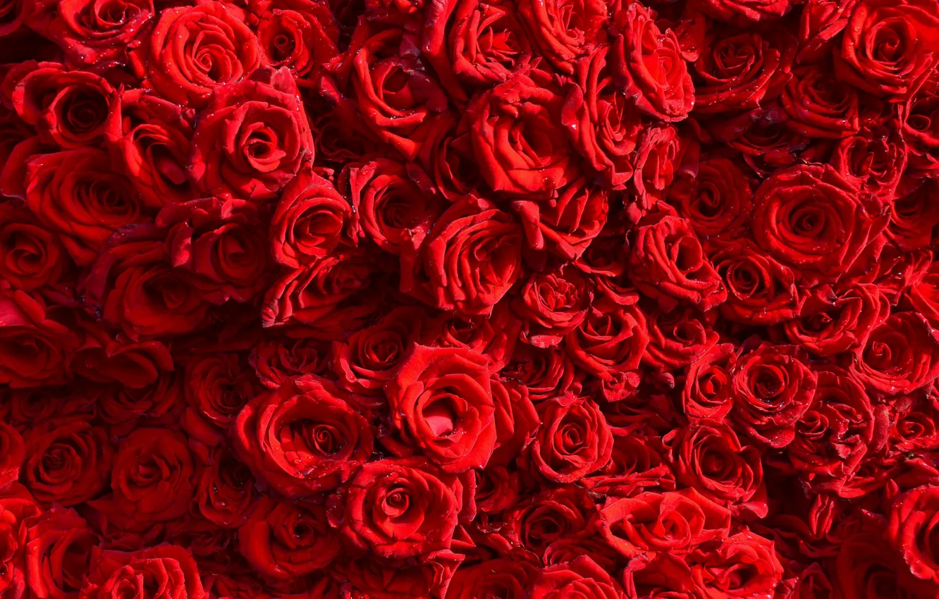Photo wallpaper flowers, background, roses