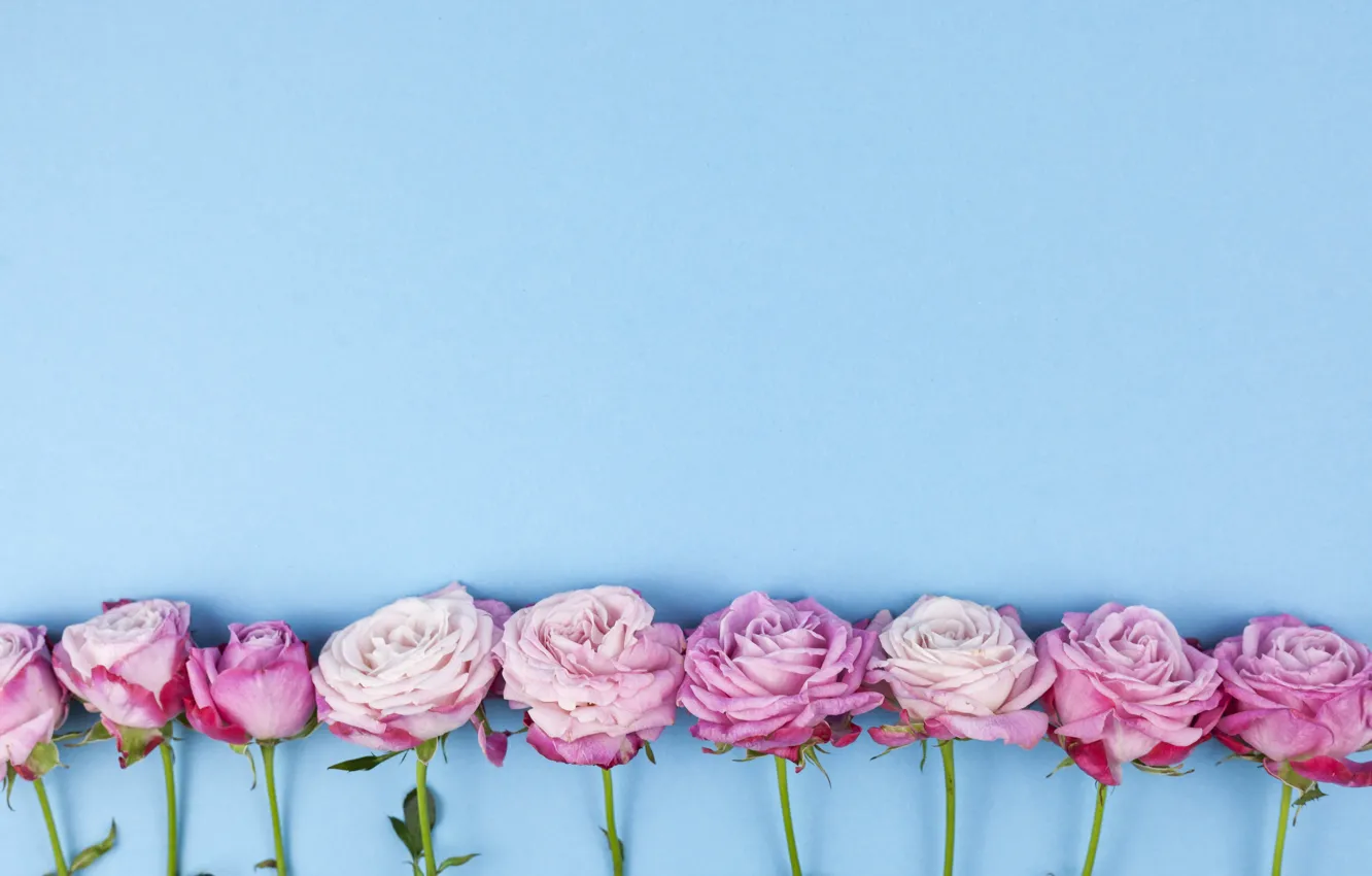 Photo wallpaper flowers, roses, pink, wood, pink, flowers, beautiful, roses