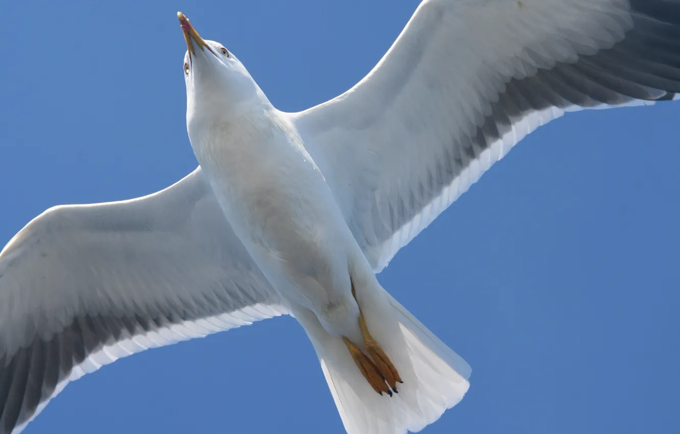 Photo wallpaper sea, white, Seagull