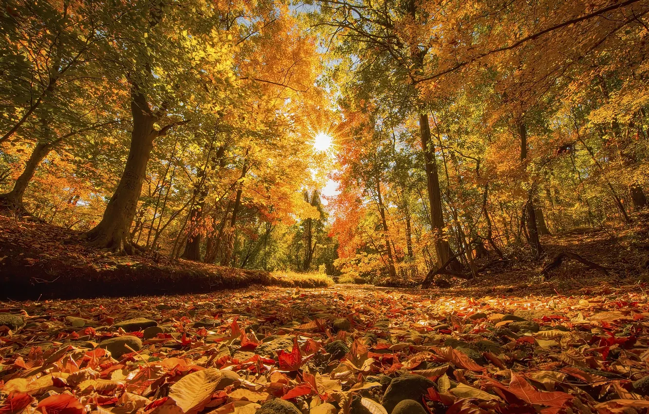 Photo wallpaper autumn, leaves, nature