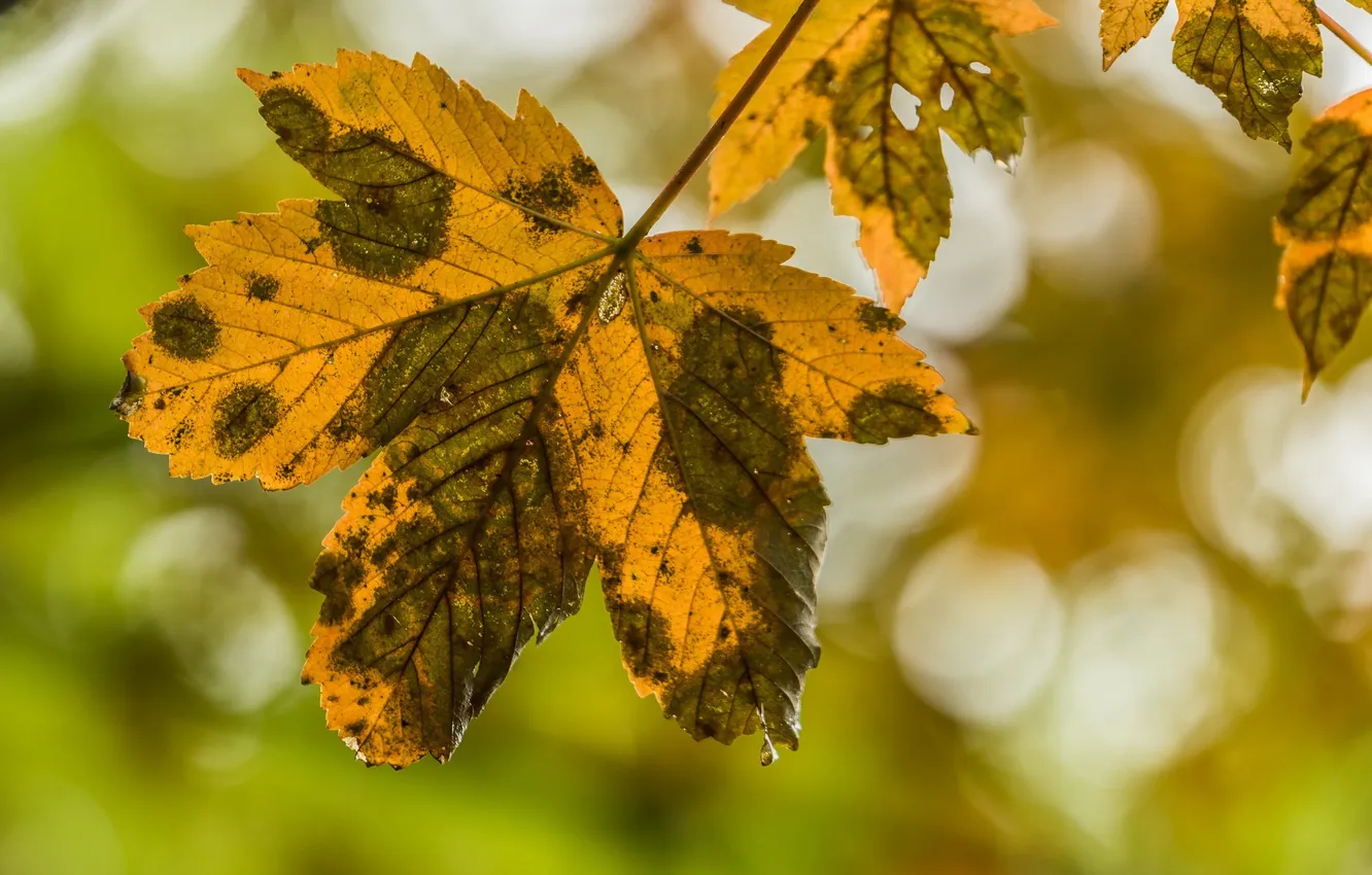 Photo wallpaper autumn, leaves, nature
