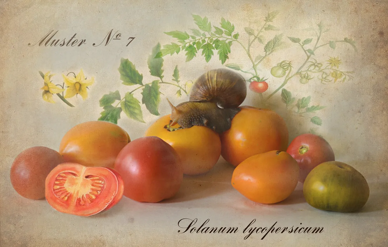 Photo wallpaper leaves, flowers, snail, vegetables, tomatoes, tomatoes, Botanical album