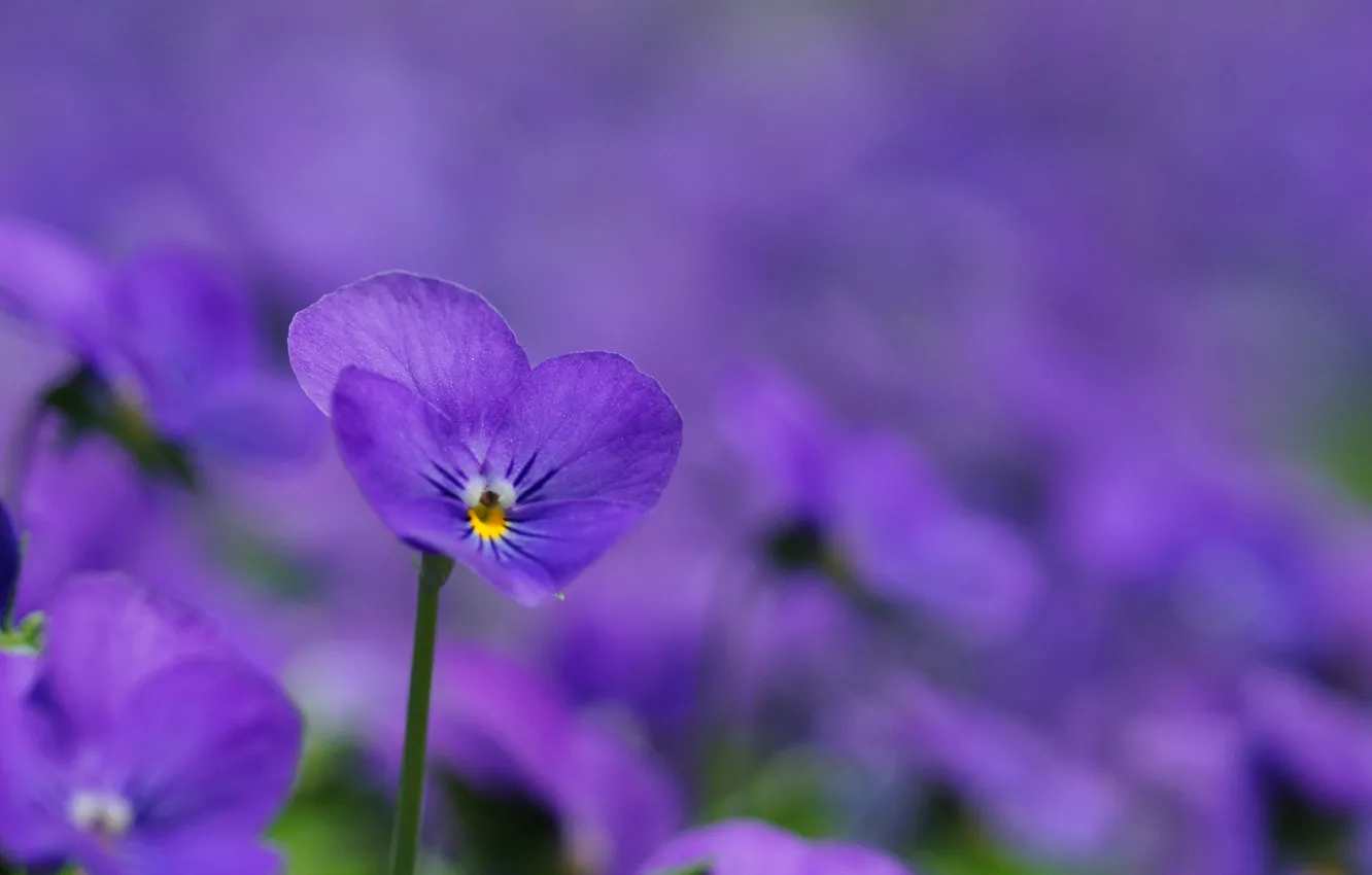 Photo wallpaper purple, macro, flowers, glade, petals, blur, lilac, violet