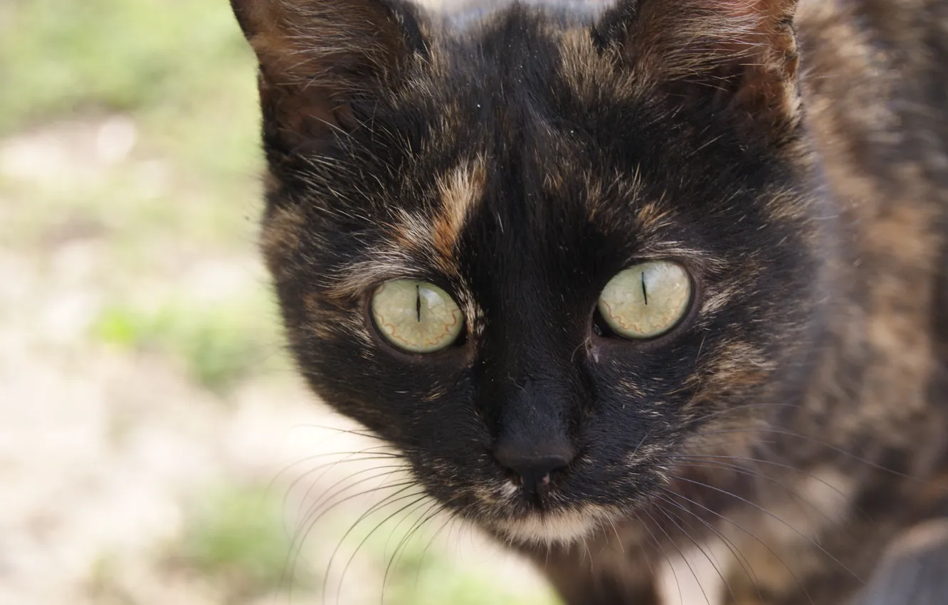 Photo wallpaper cat, eyes, cat, mustache, paws, nose, color