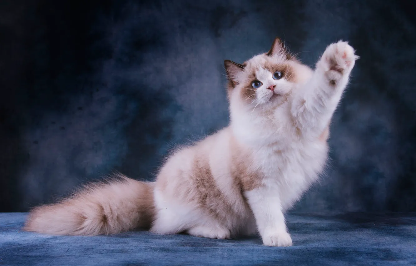 Photo wallpaper cat, white, cat, look, face, pose, cute, legs