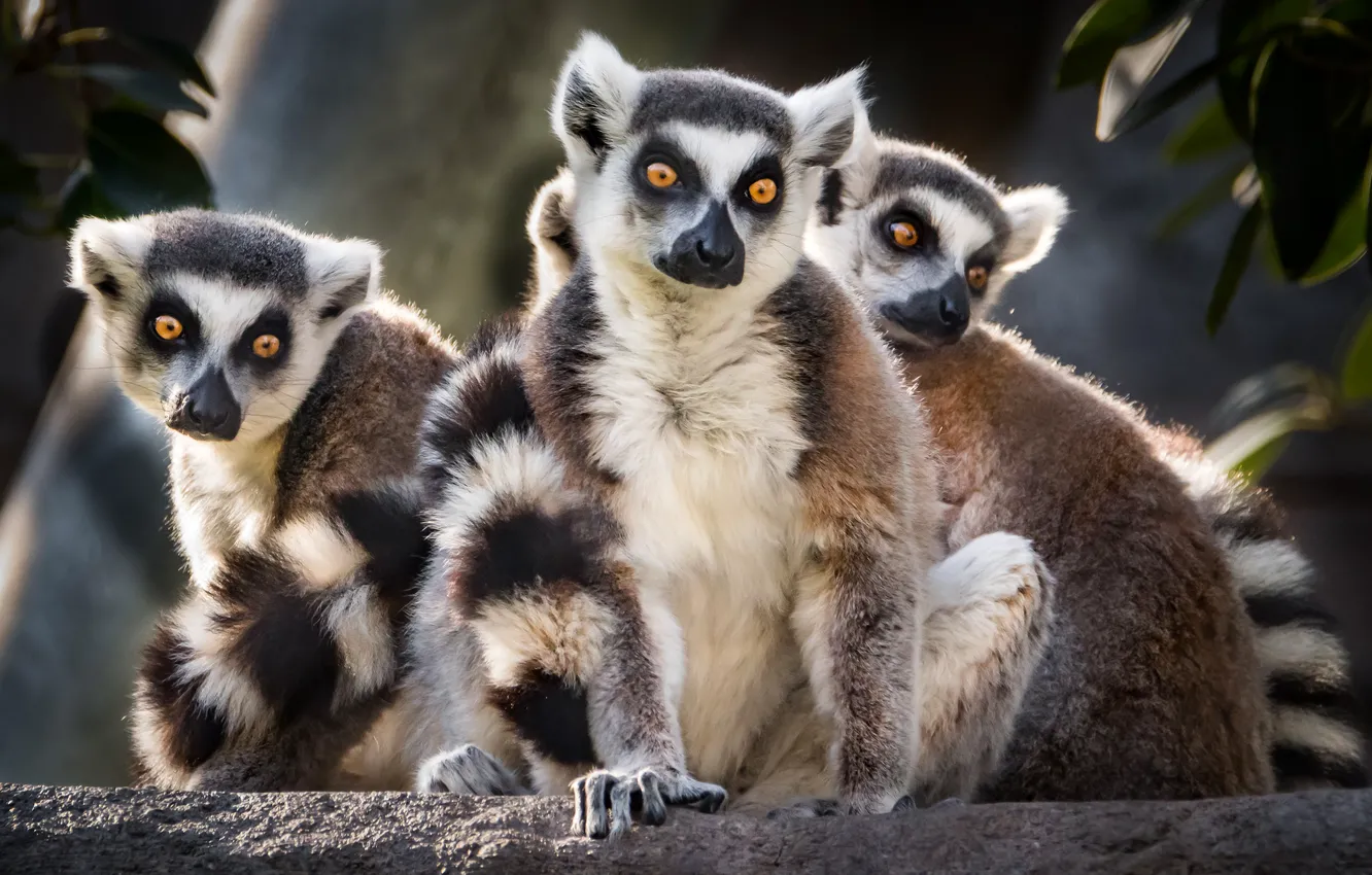 Photo wallpaper look, leaves, background, each, three, lemur, company, sitting