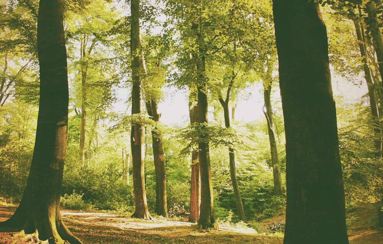 Photo wallpaper forest, summer, light, nature