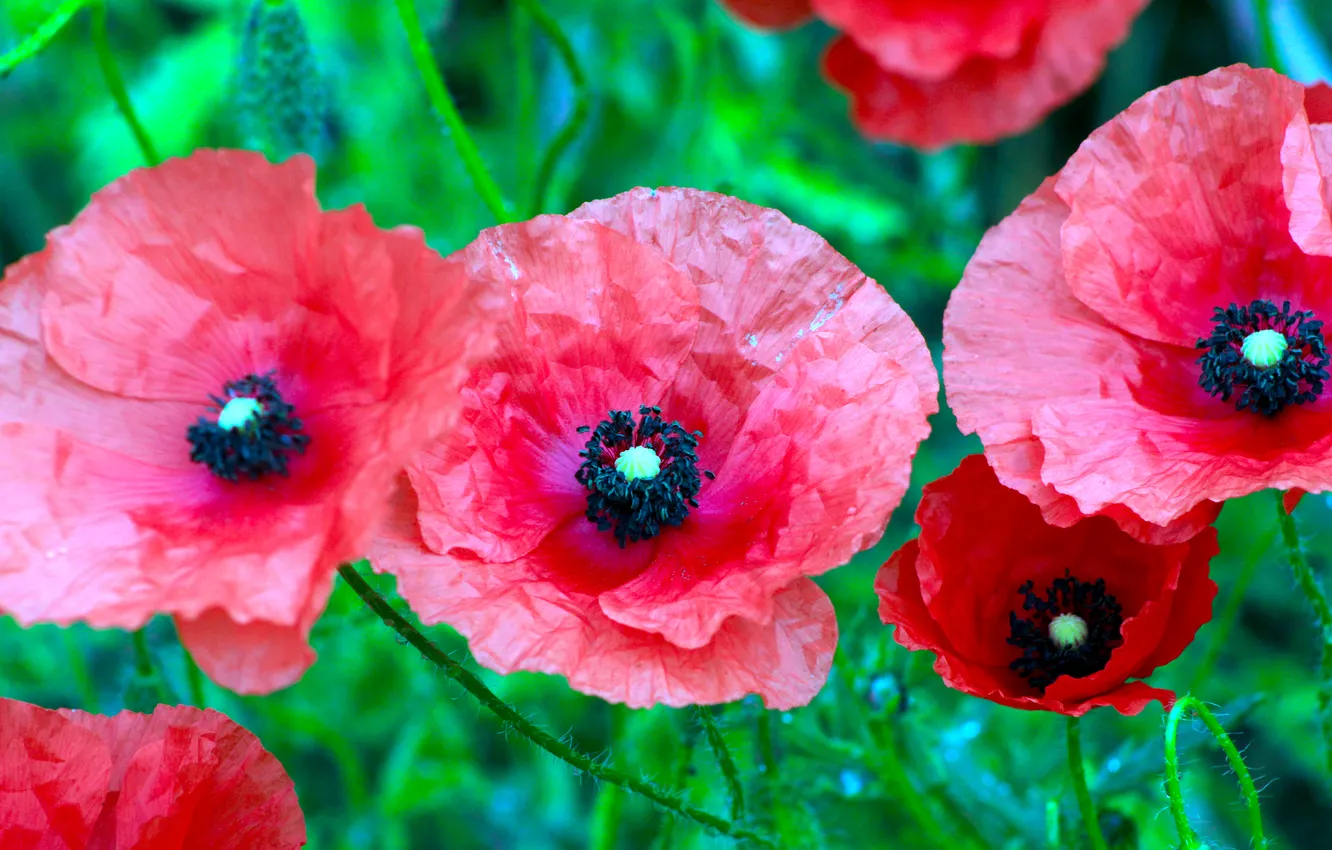 Photo wallpaper red, flower, poppy