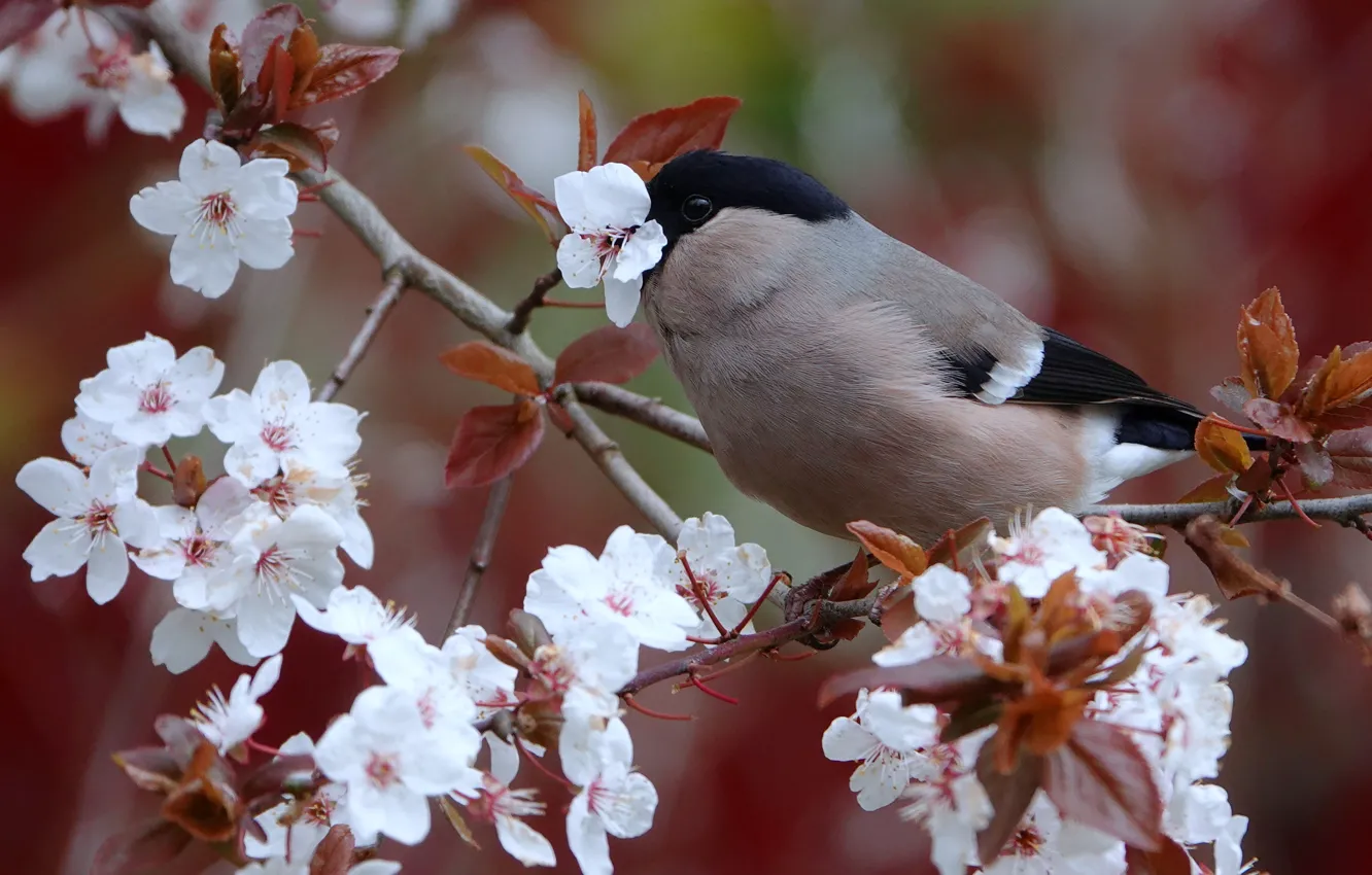 Photo wallpaper branches, bird, spring, flowering, bullfinch