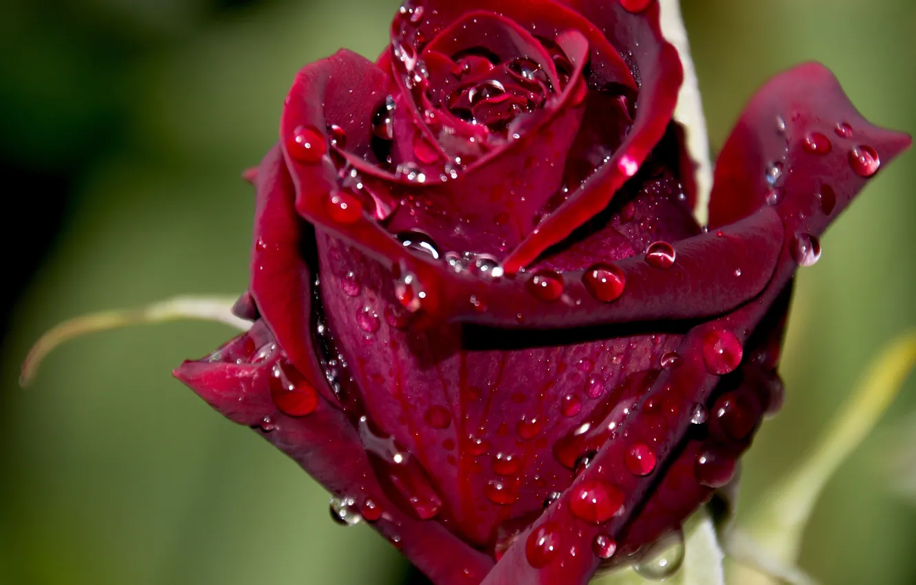 Photo wallpaper drops, macro, roses, buds, velvet