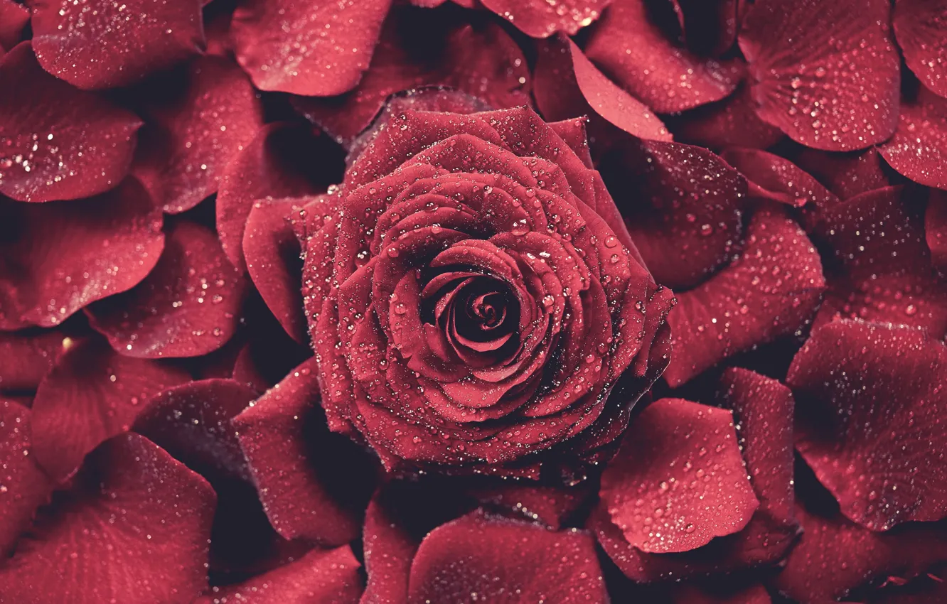 Photo wallpaper red, roses, petals, buds, water drops