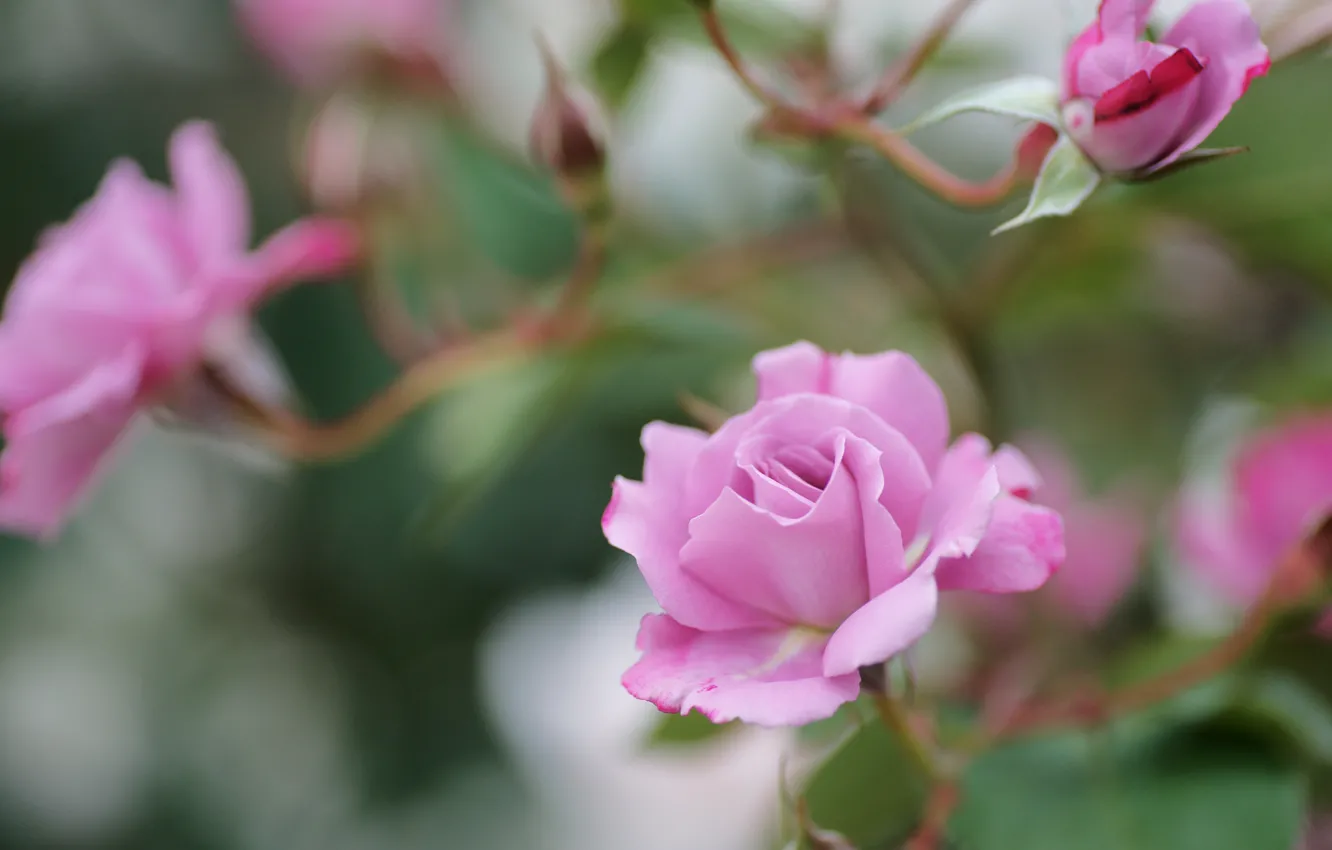 Photo wallpaper flowers, branches, roses, pink