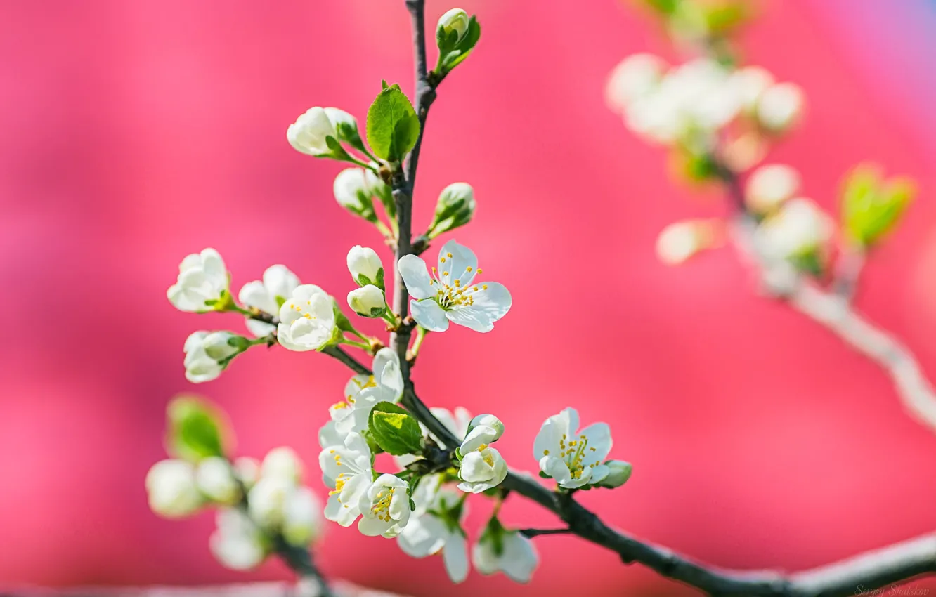 Photo wallpaper spring, flowering, Sergey Shatskov