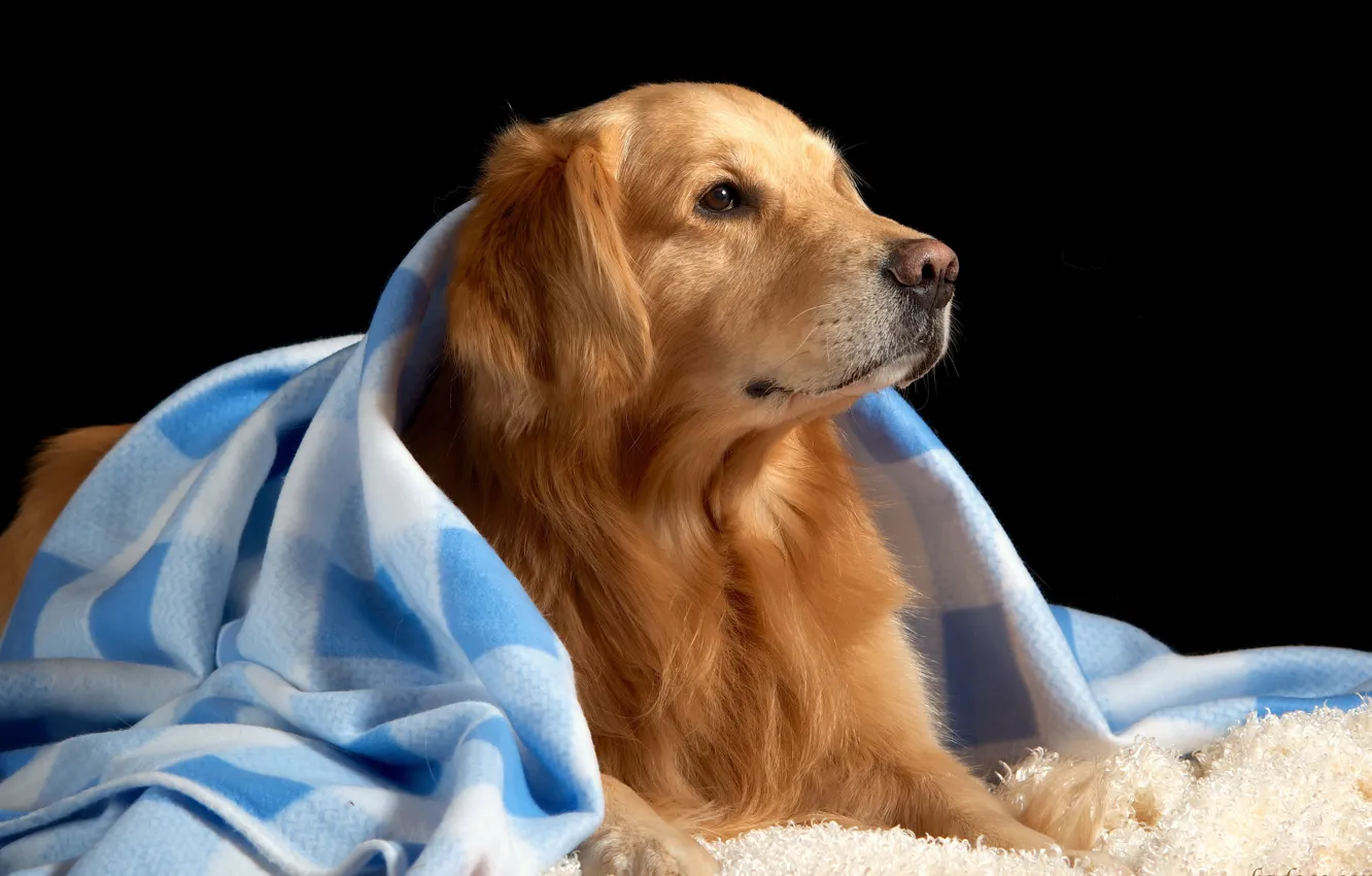 Photo wallpaper comfort, each, dog