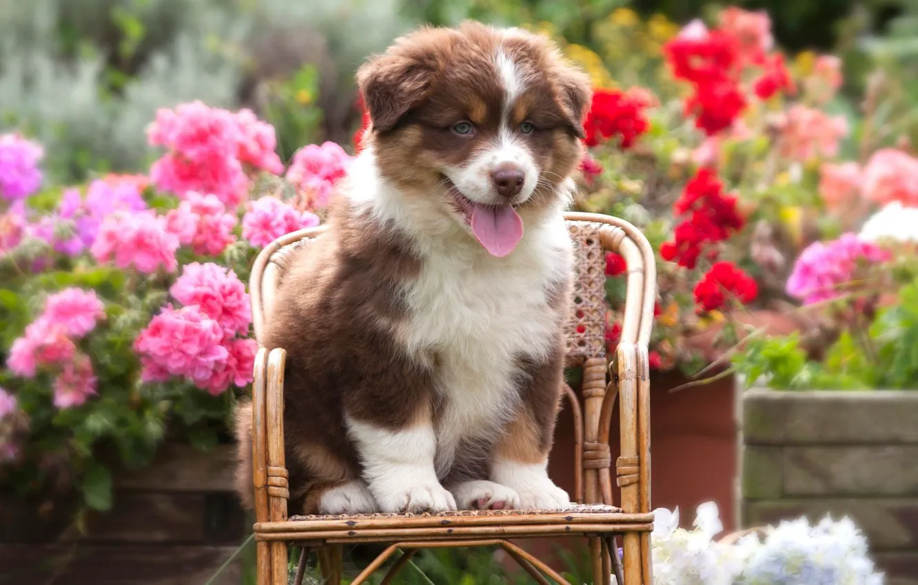 Photo wallpaper language, summer, flowers, sweetheart, dog, small, garden, puppy
