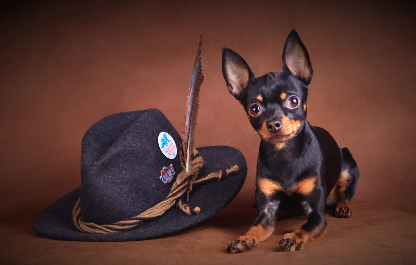 Photo wallpaper look, pose, dog, hat, feathers, lies, face, ears