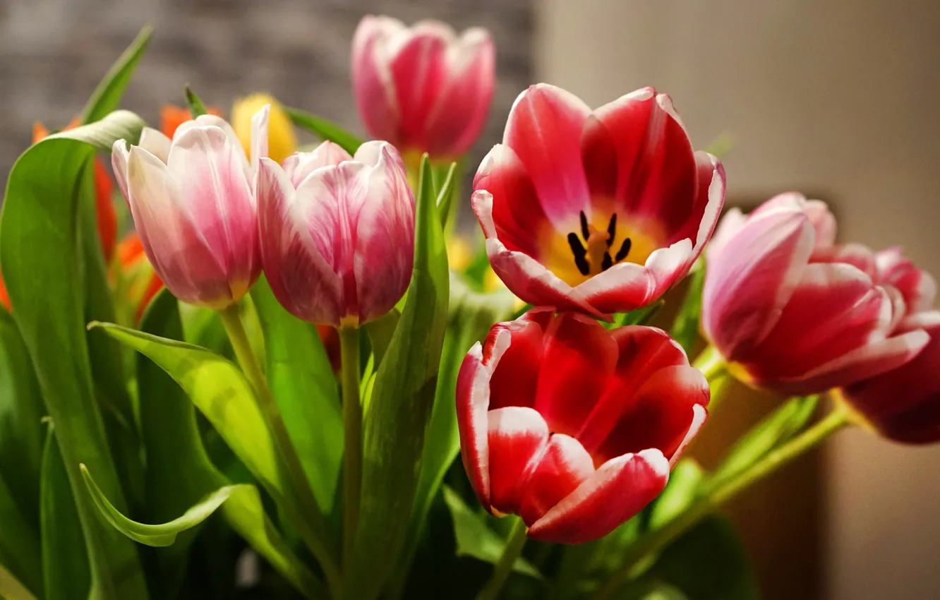 Photo wallpaper leaves, light, flowers, bouquet, spring, tulips, red, pink