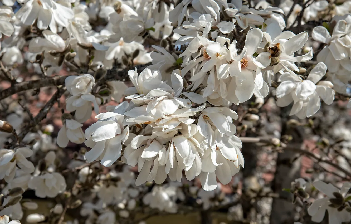 Photo wallpaper flowers, branches, spring, petals, white, flowering, a lot, Magnolia