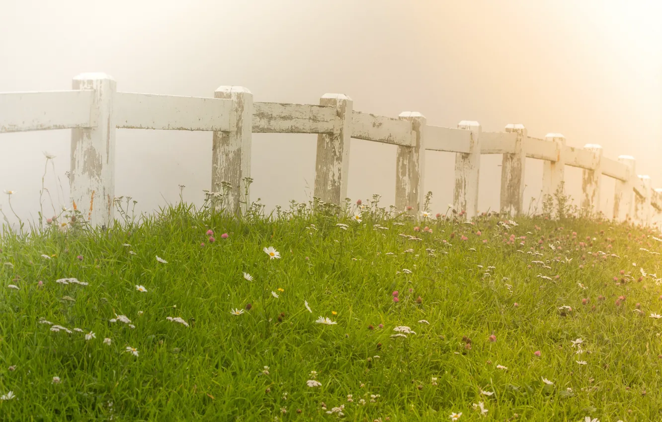 Photo wallpaper grass, fog, the fence