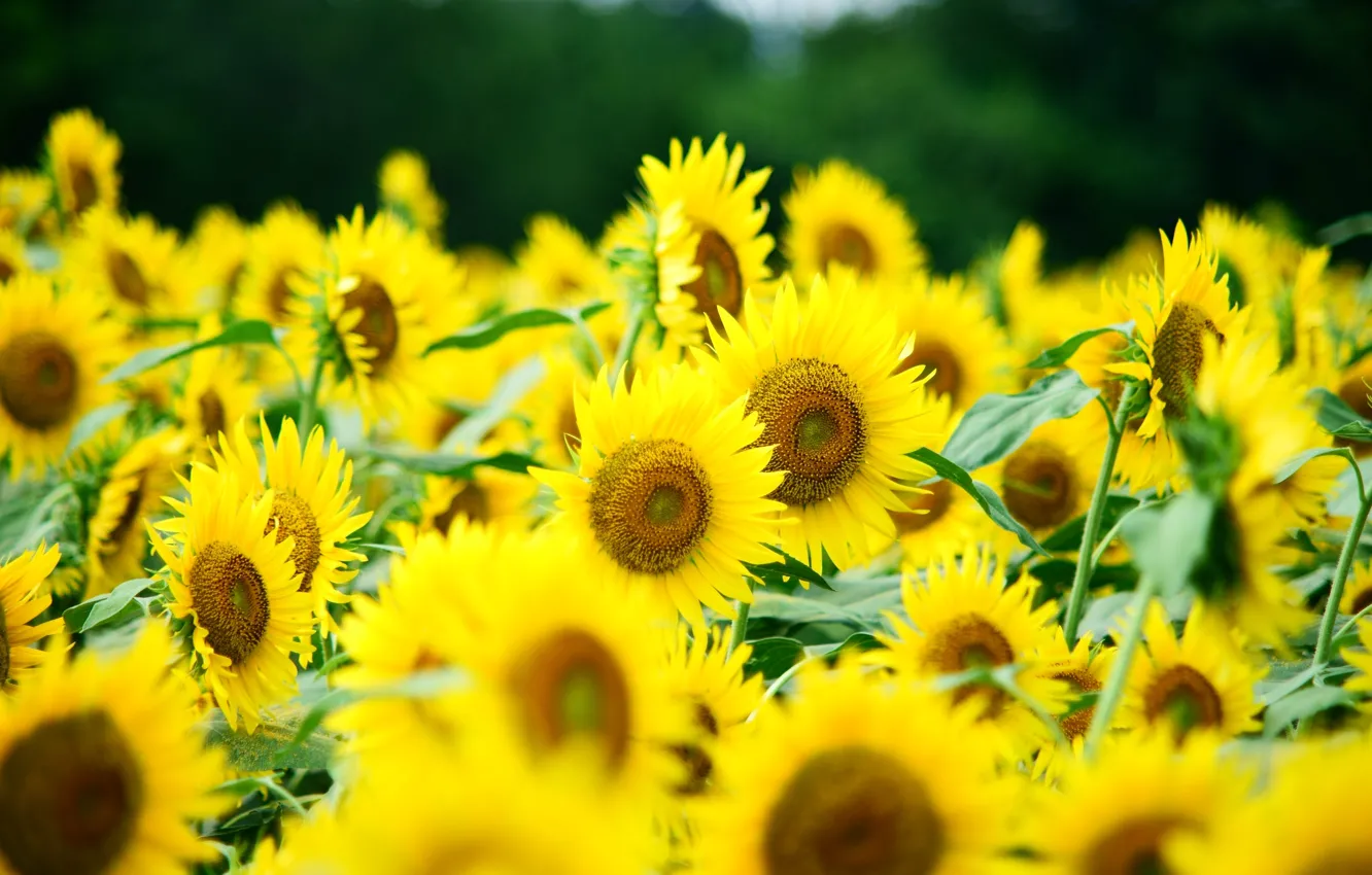 Photo wallpaper sunflowers, yellow, a lot