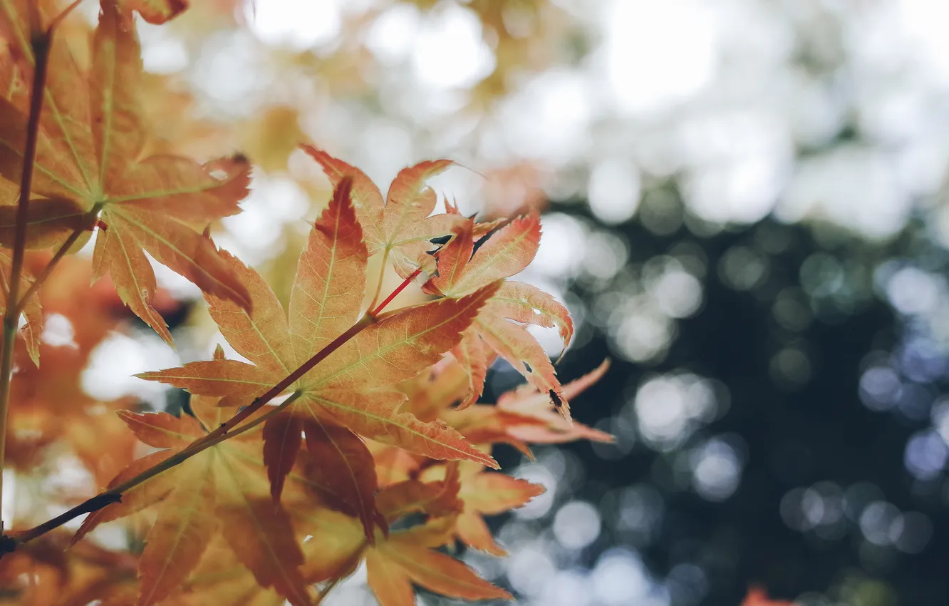 Photo wallpaper autumn, leaves, nature