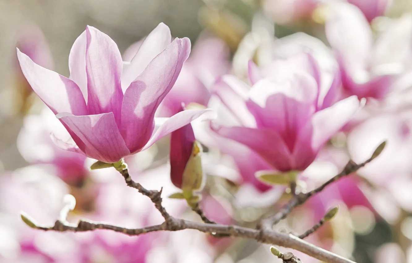 Photo wallpaper flowers, petals, Magnolia