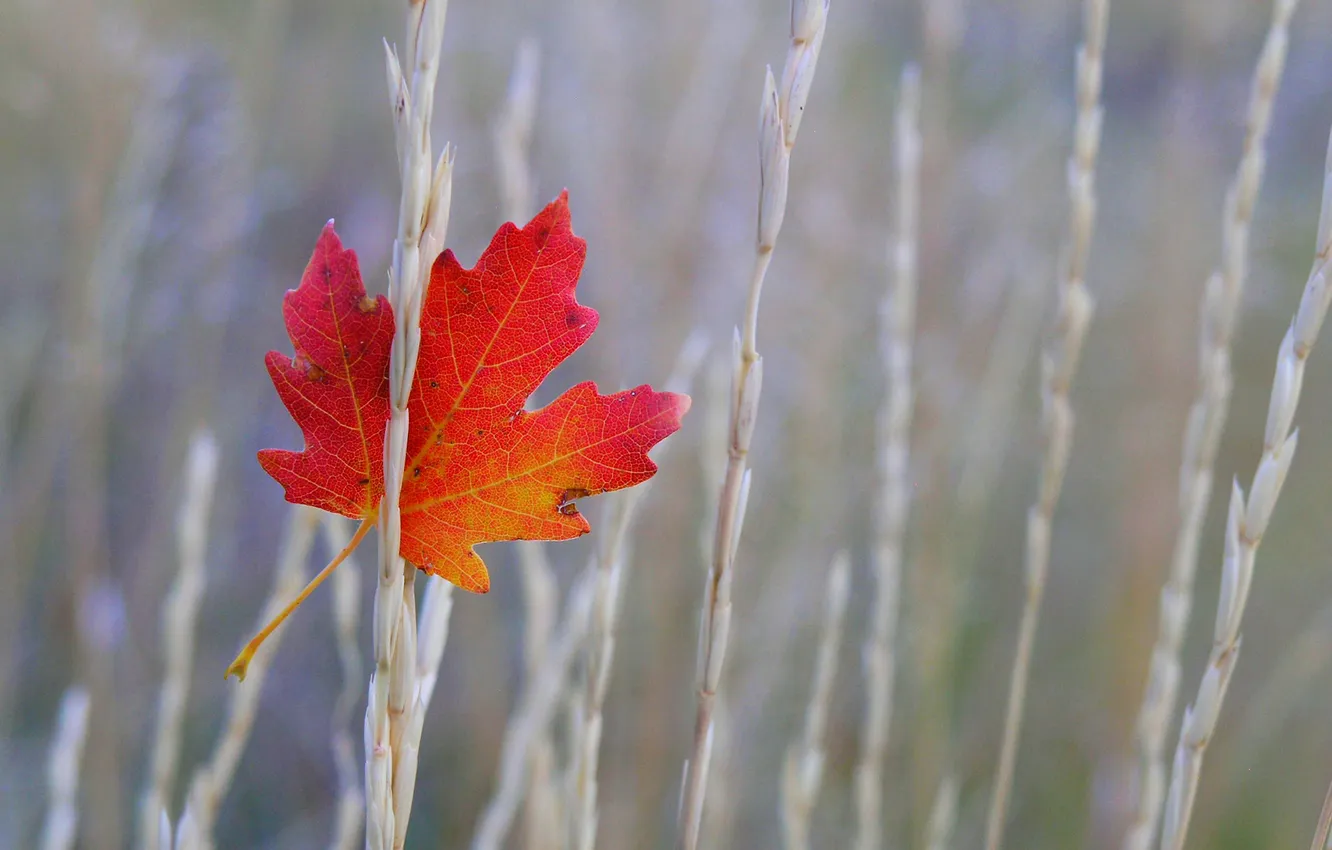 Photo wallpaper grass, leaves, macro, one, Stuck