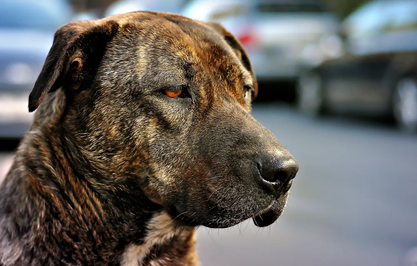 Photo wallpaper look, each, dog