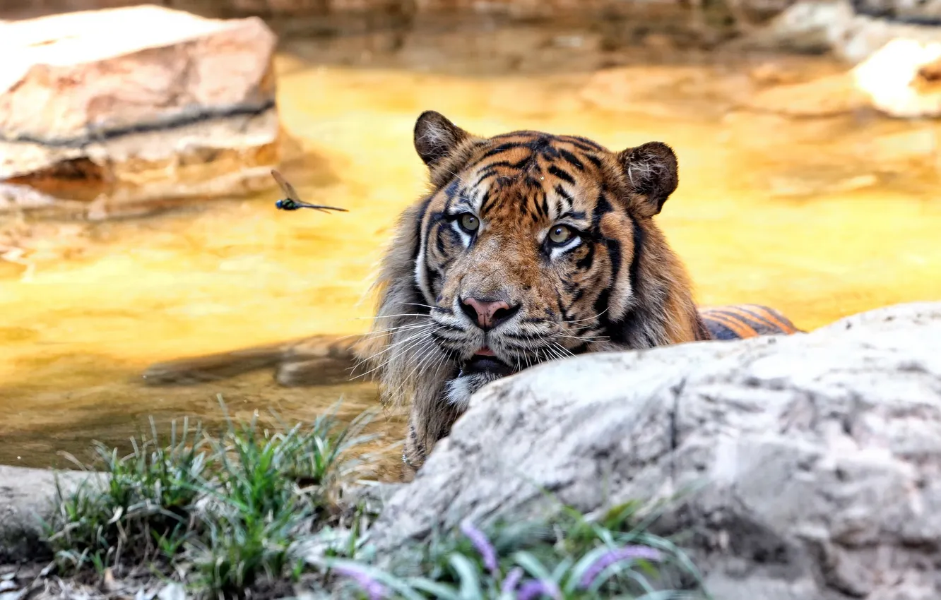 Photo wallpaper Cat, Zoo, Sumatran tiger