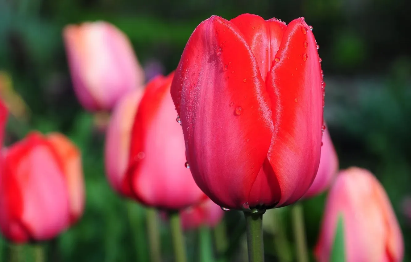 Photo wallpaper macro, flowers, spring, tulips, buds