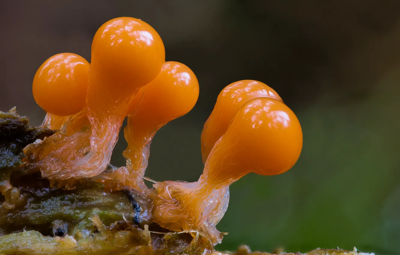 Photo wallpaper autumn, balls, orange, mushrooms, Beat Buetikofer