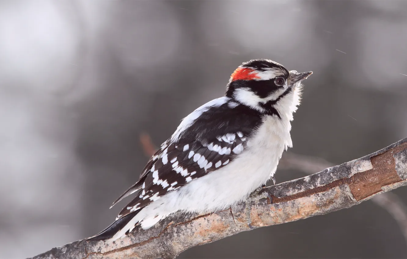 Photo wallpaper glare, grey, background, bird, branch, blur, Bird, woodpecker