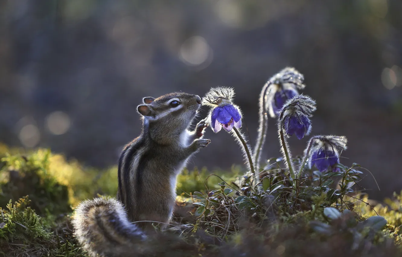 Photo wallpaper flowers, Chipmunk, bokeh, rodent, sleep-grass, cross