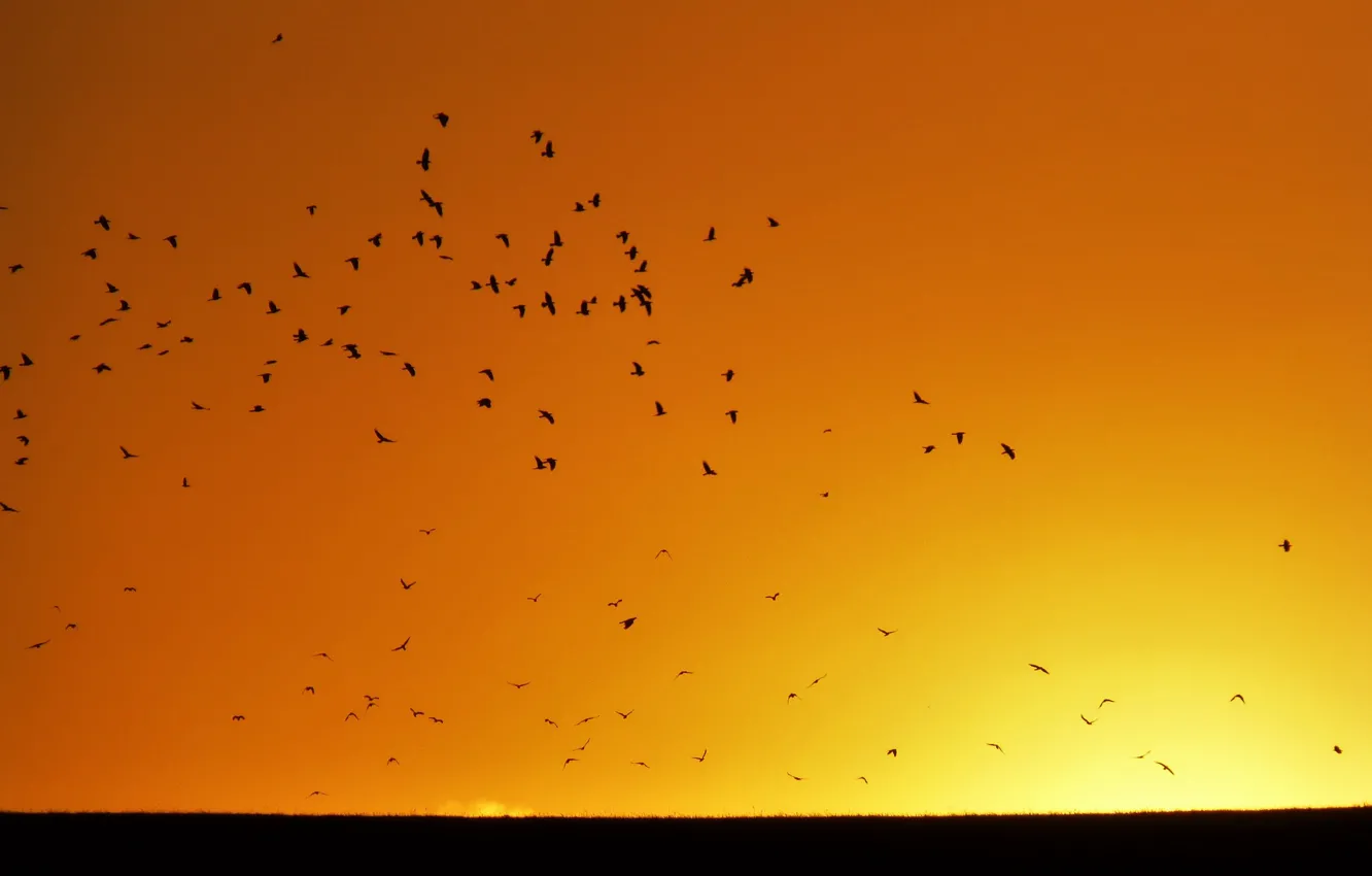 Photo wallpaper summer, twilight, flying, sunset, flight, birds, dusk, sunny
