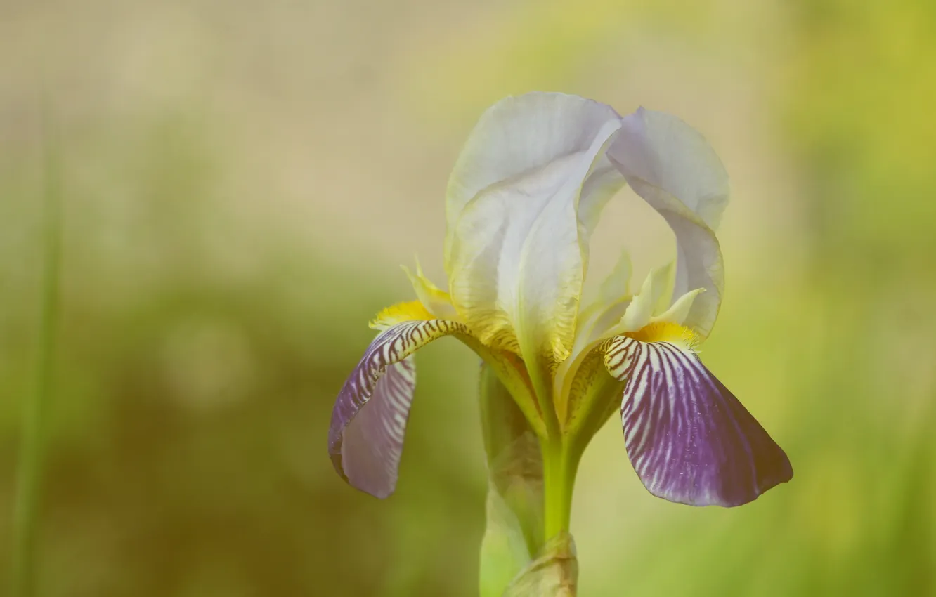 Photo wallpaper lily, blooming, iris