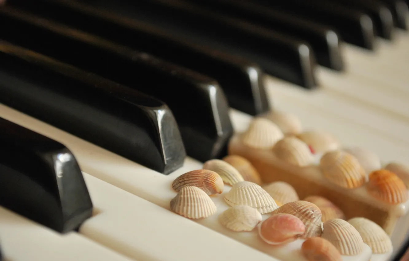 Photo wallpaper keys, shell, white, piano, black