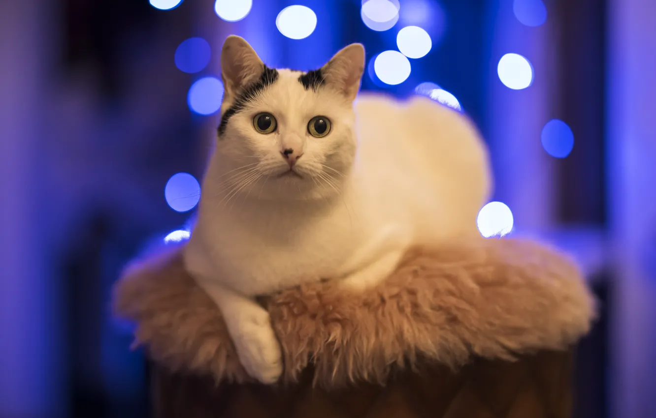 Photo wallpaper cat, cat, look, pose, face