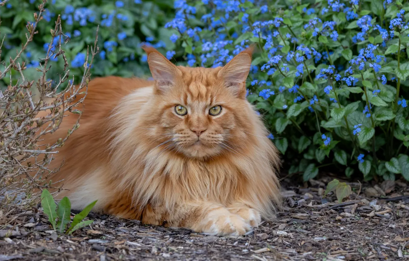 Photo wallpaper cat, cat, look, flowers, nature, pose, garden, lies