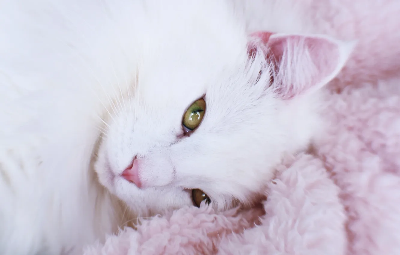 Photo wallpaper cat, white, cat, look, pose, portrait, lies, gentle