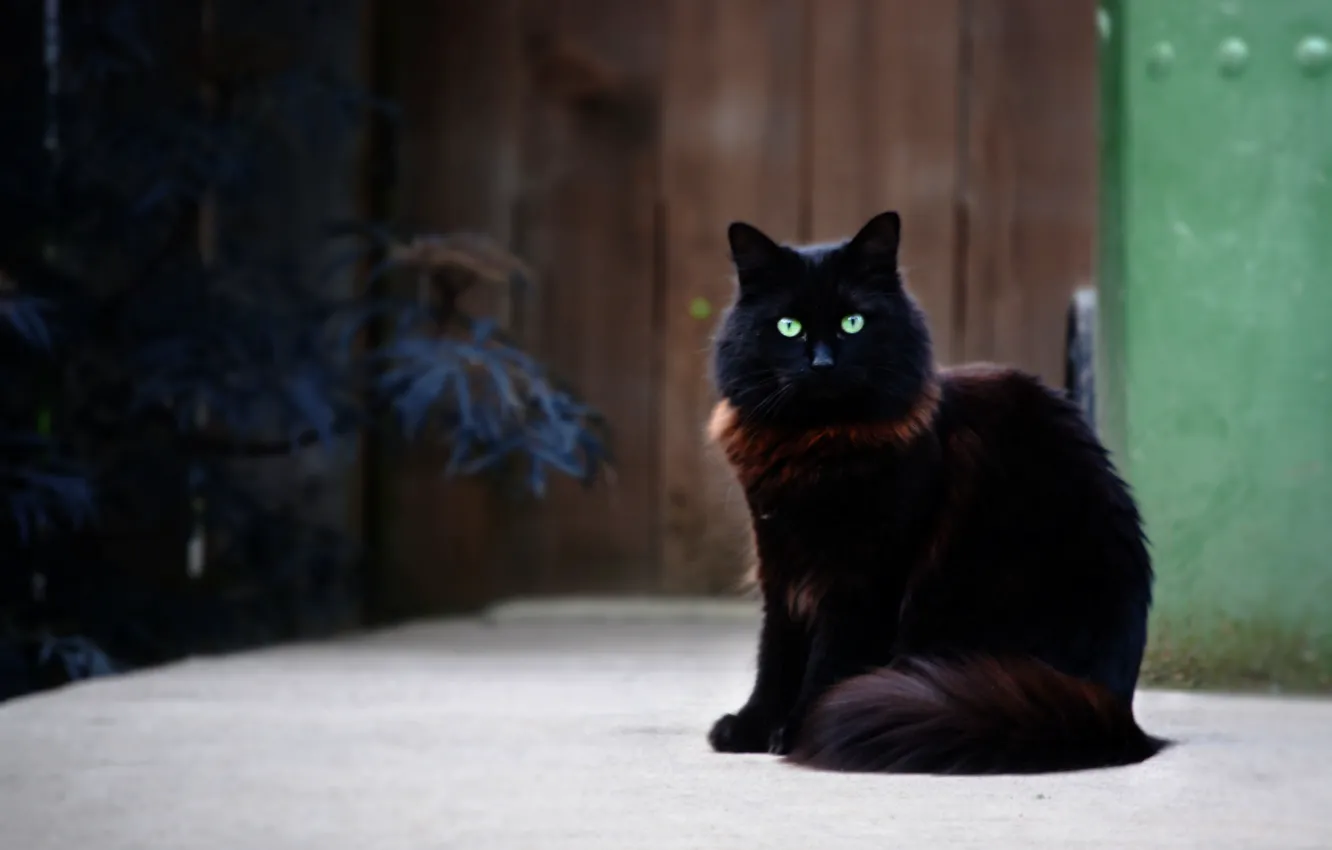 Photo wallpaper cat, cat, black, fluffy