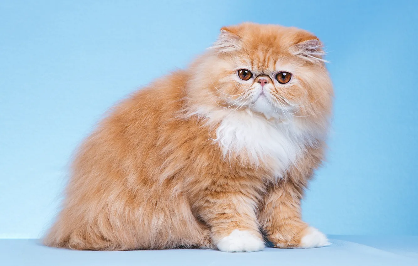 Photo wallpaper cat, cat, look, pose, face