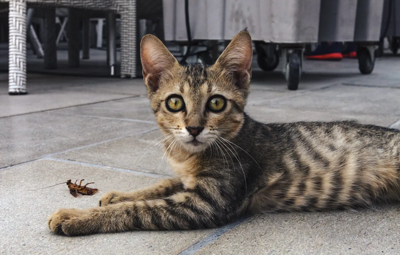 Photo wallpaper cat, look, grey, street, tile, furniture, cockroach, floor