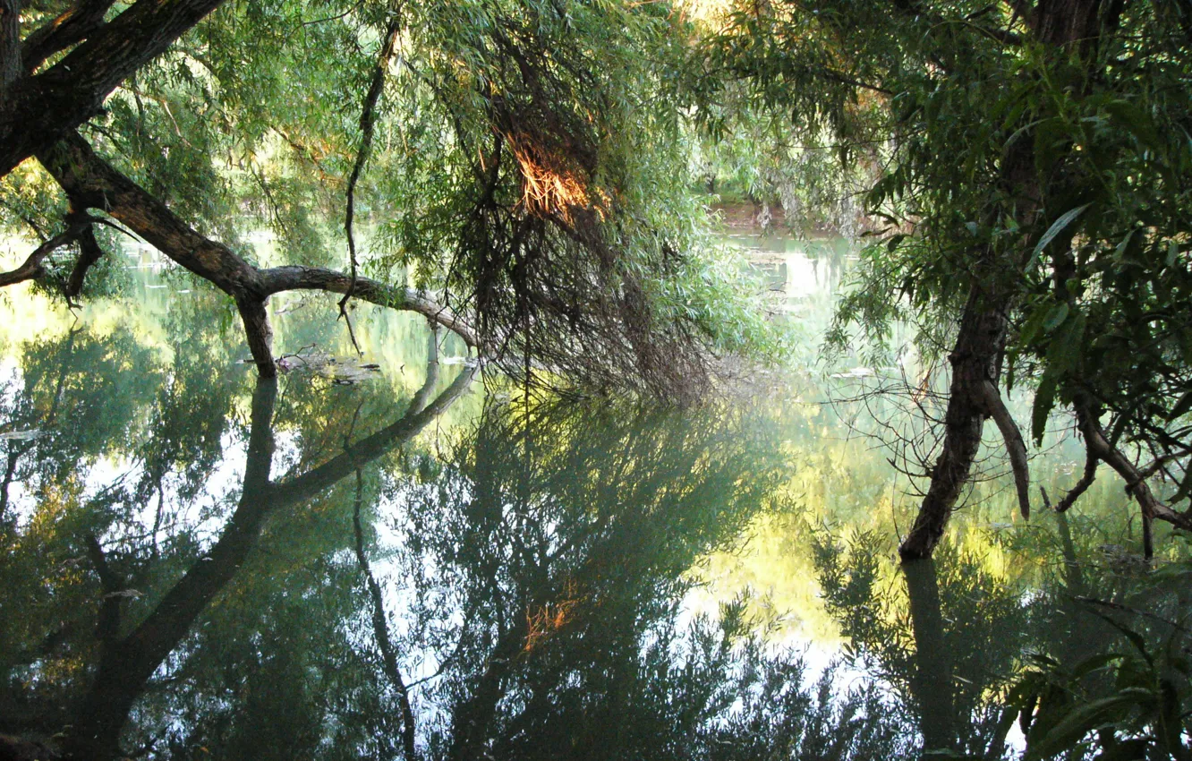 Photo wallpaper reflection, willow, Kuban
