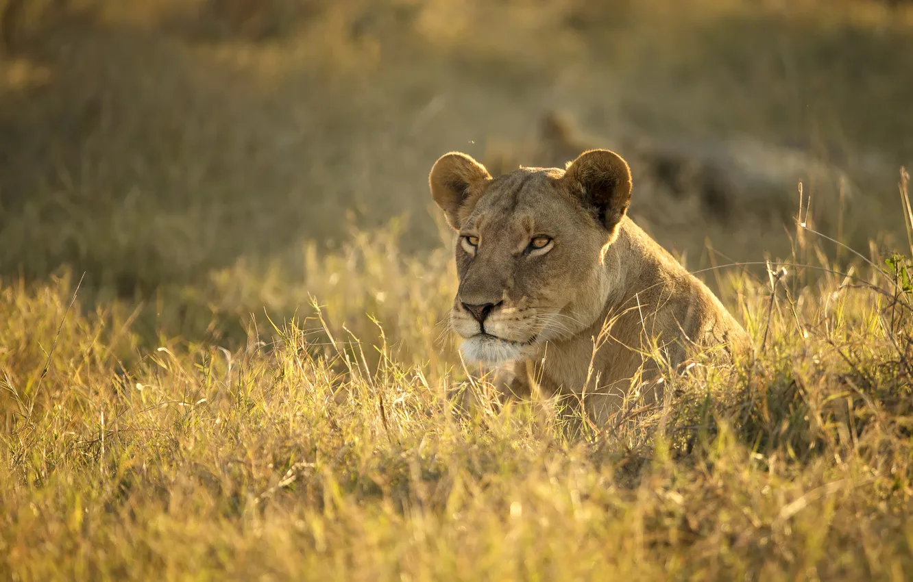 Photo wallpaper field, grass, light, lioness