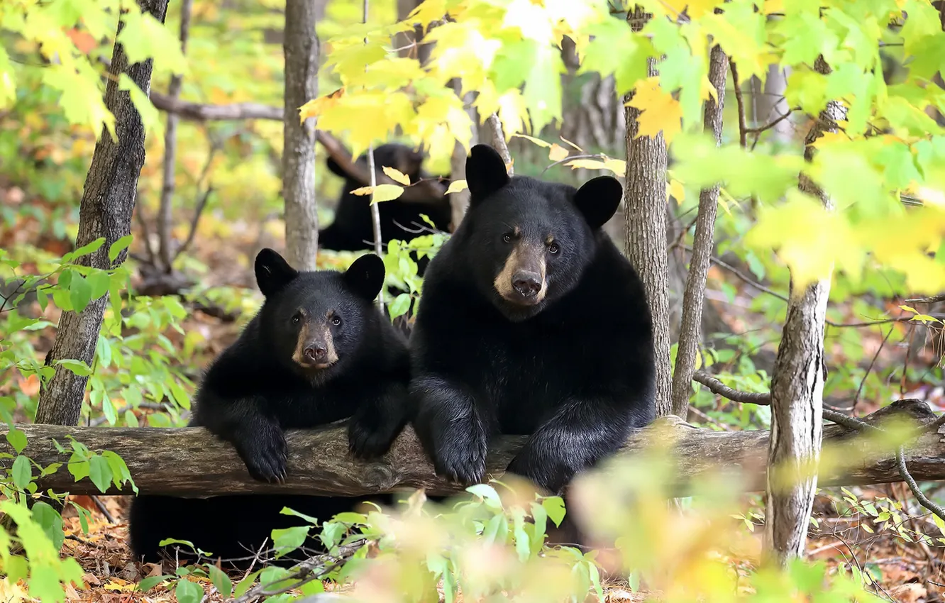 Photo wallpaper summer, nature, bear